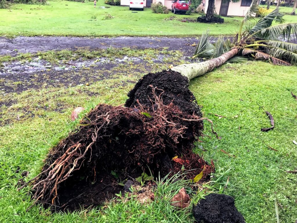 Fallen Tree from Cyclone Gita