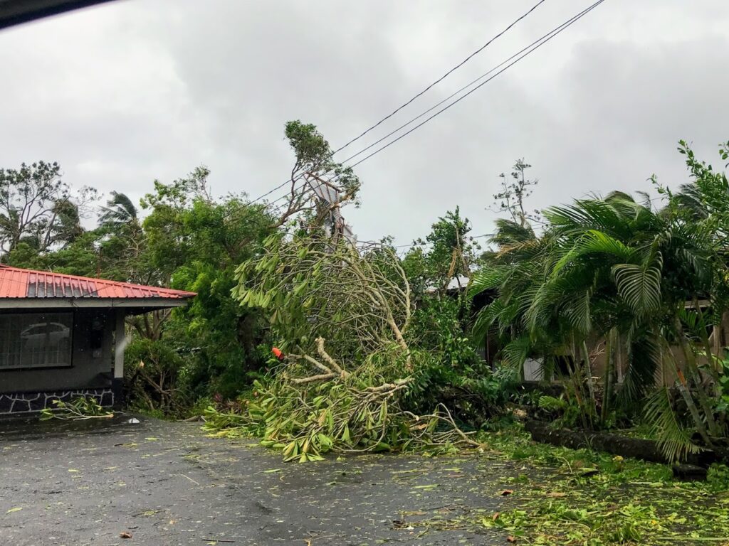 Piece of Roofing Stuck in Tree