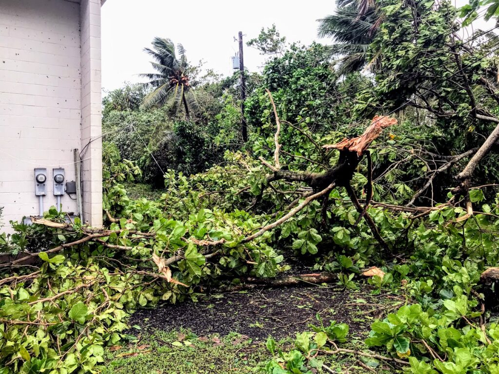 Broken Tree Branch on Wire