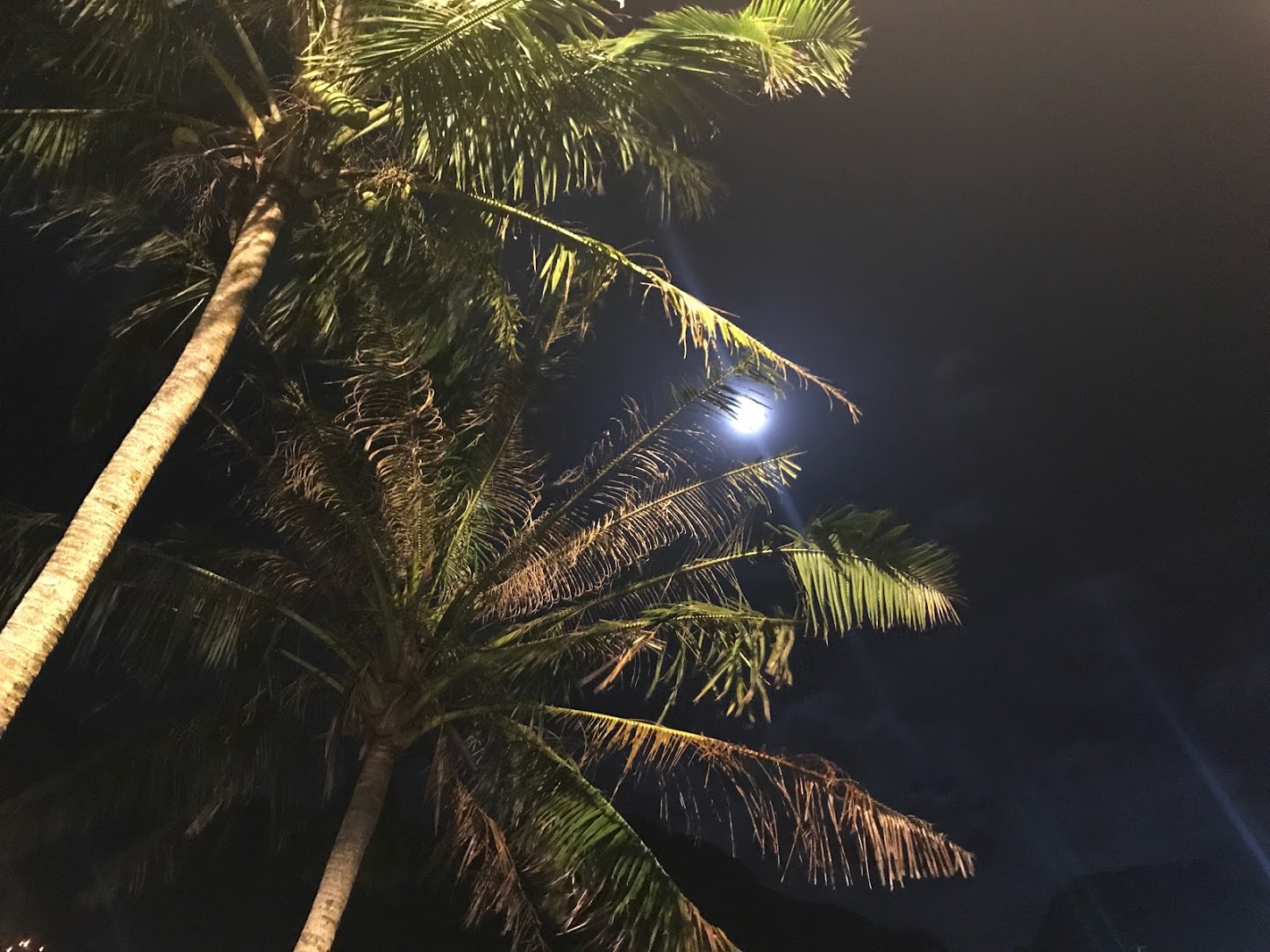Pago Pago Moon Behind a Coconut Tree