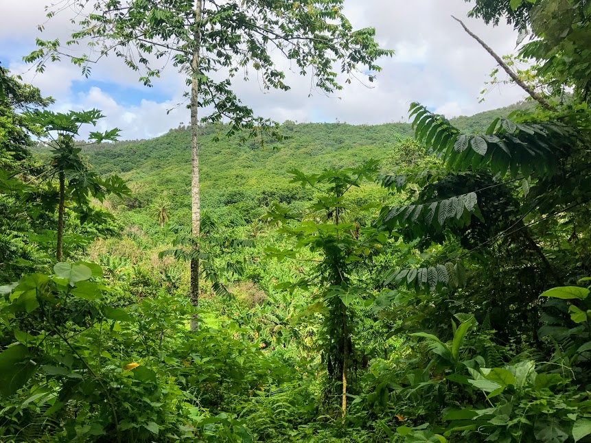 View overlooking Fogama'a Crater