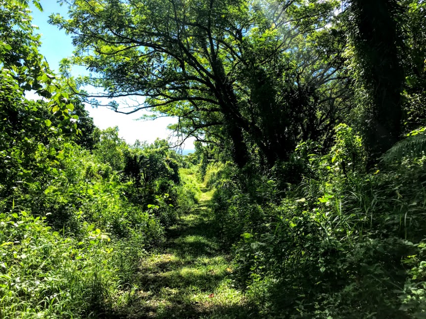The Mount Alava Trail